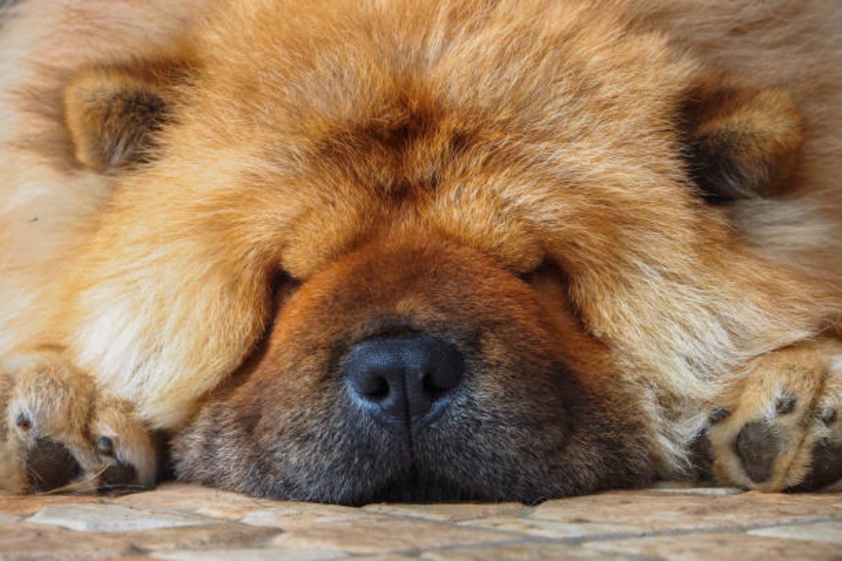 Prato – Cane di razza Chow Chow lasciato sul terrazzo, muore di freddo: denunciato il proprietario