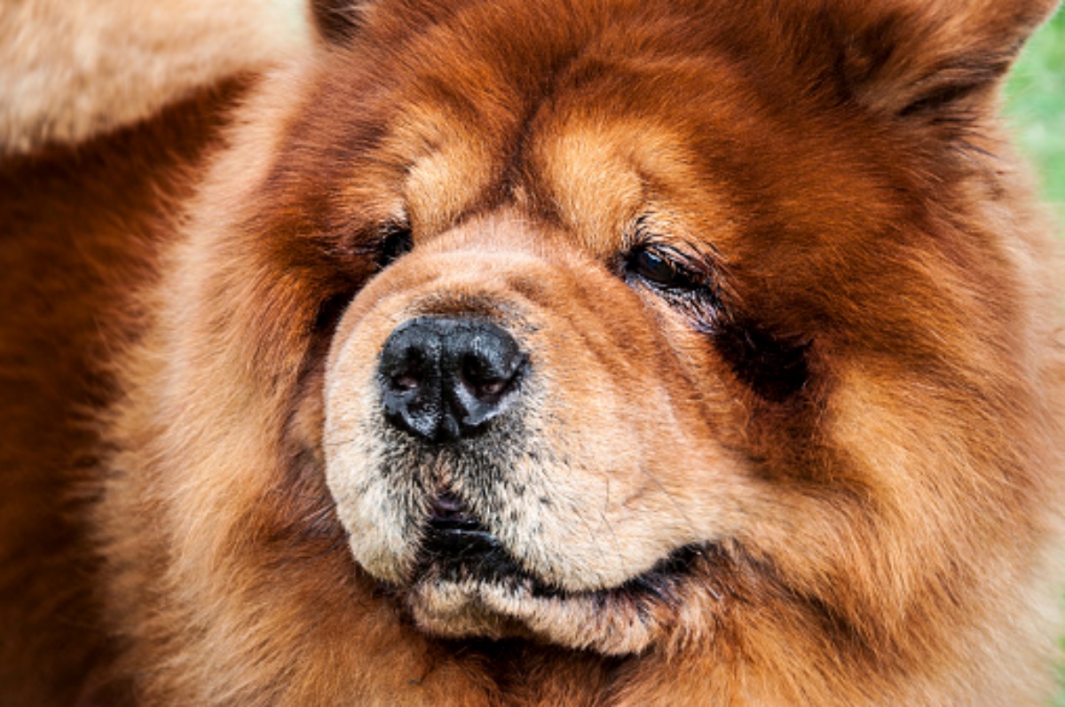 Chow Chow morto a Prato