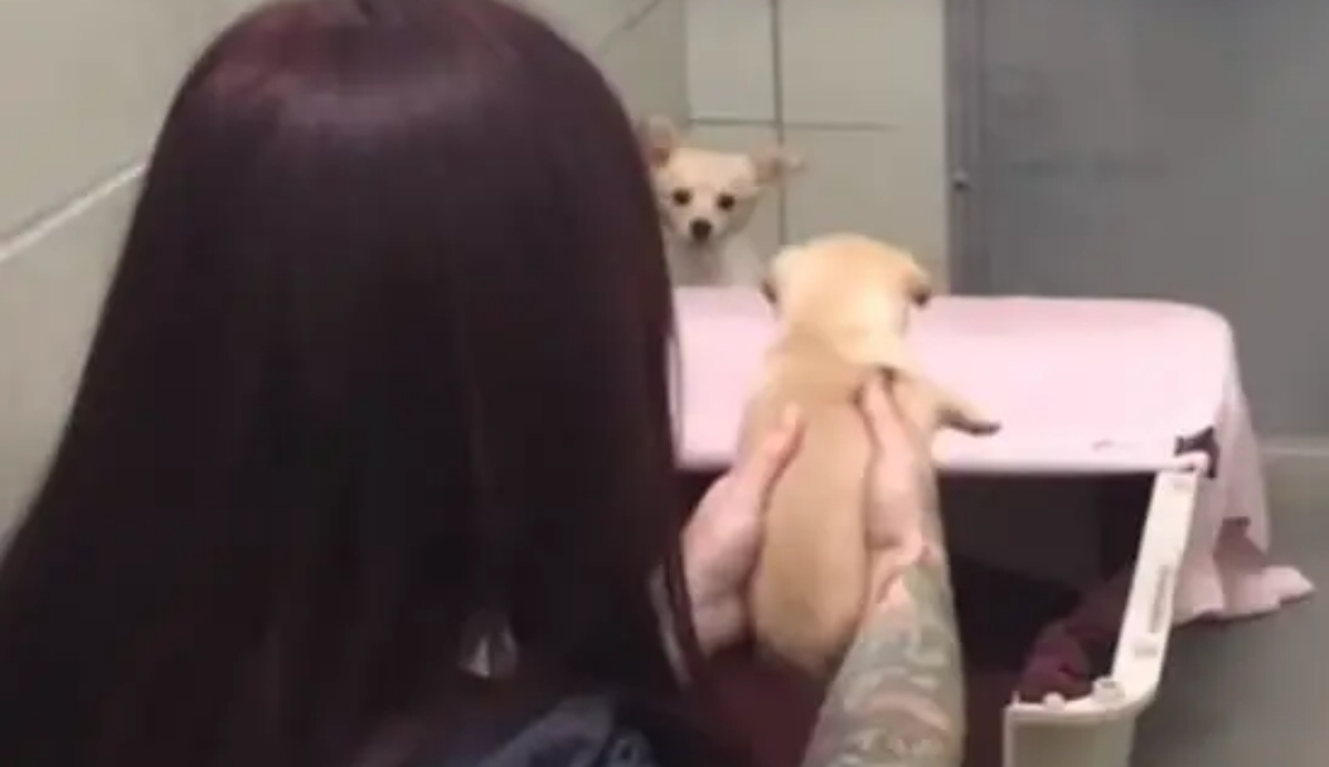 La storia della cagnolina Cora, separata dai suoi cuccioli e abbandonata