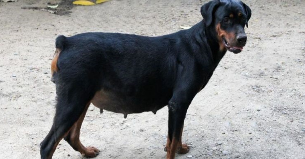 Doberman adotta i cuccioli della sua amica gatta defunta