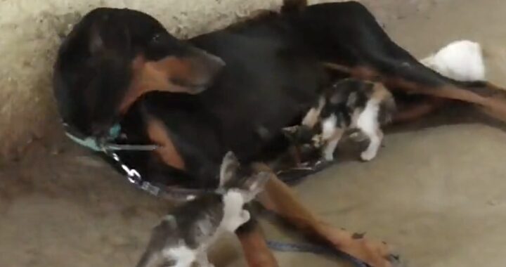 Doberman adotta i cuccioli della sua amica gatta defunta