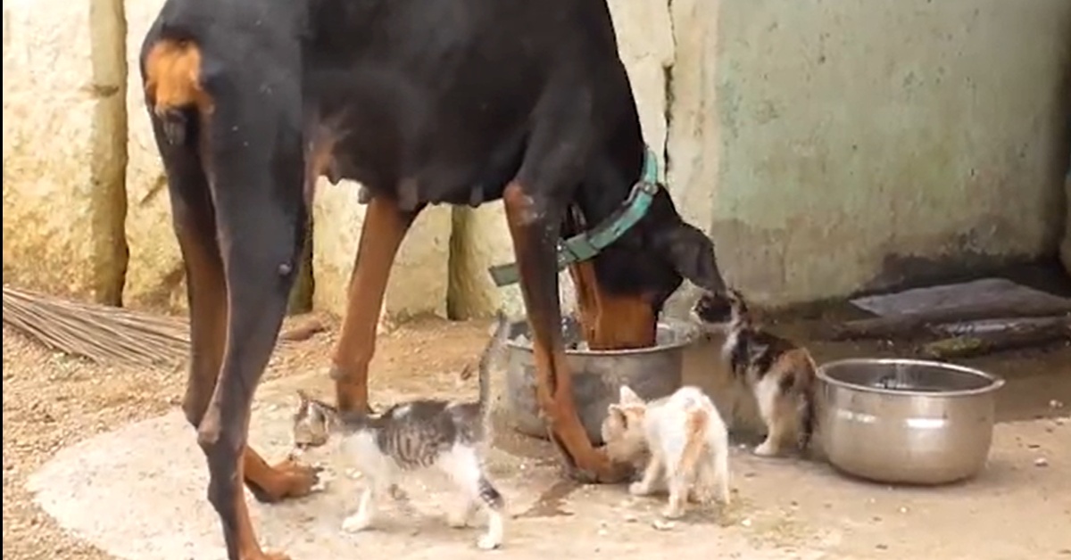 Doberman adotta i cuccioli della sua amica gatta defunta