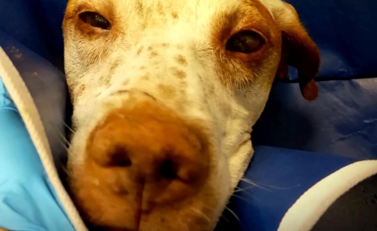 Compiono un gesto imperdonabile per sbarazzarsi del loro cane Duke