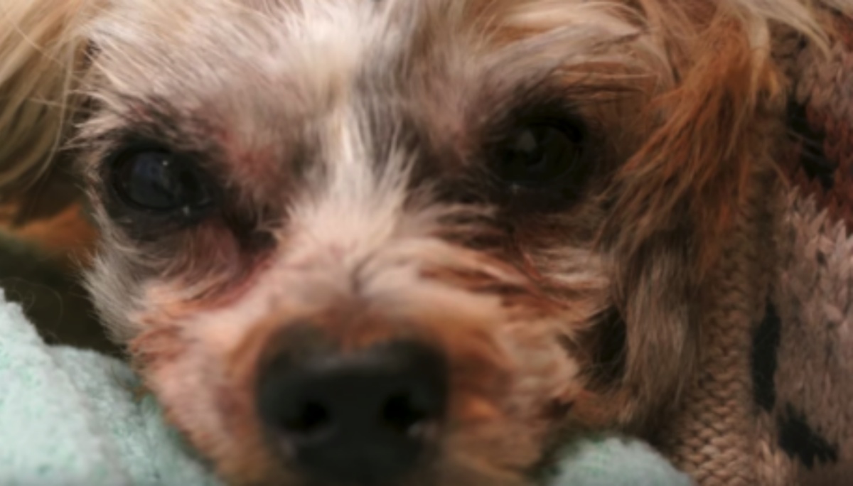 Il salvataggio del cane Emerson