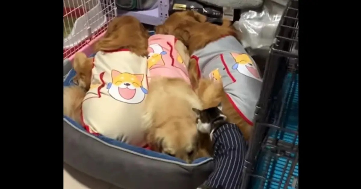 gattino e tre golden retriever dormono insieme