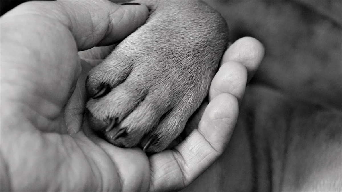 Gracie e il suo papà umano