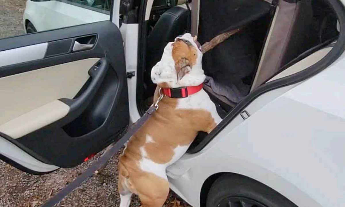 Il bastone è troppo grande, ma il cane Henry è determinato: il divertente video