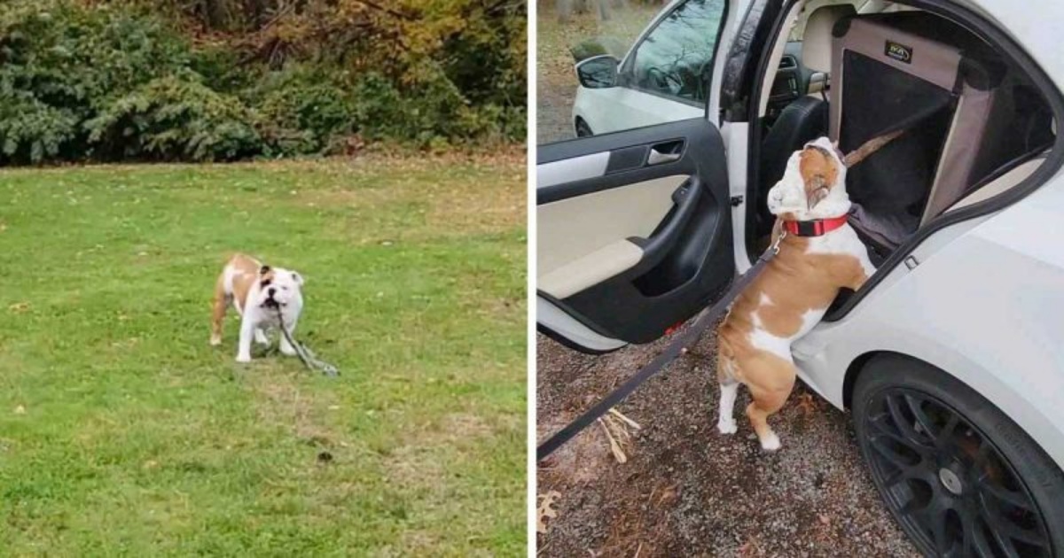 Il video del cane Henry