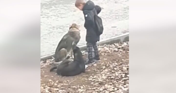 Il dolce gesto di un bambino di nome Ibrahim