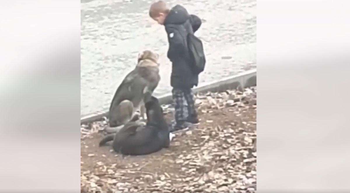 Il dolce gesto di un bambino di nome Ibrahim