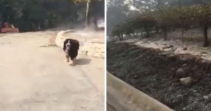 Izzy, la cagnolina sopravvissuta ad un pericolo incendio