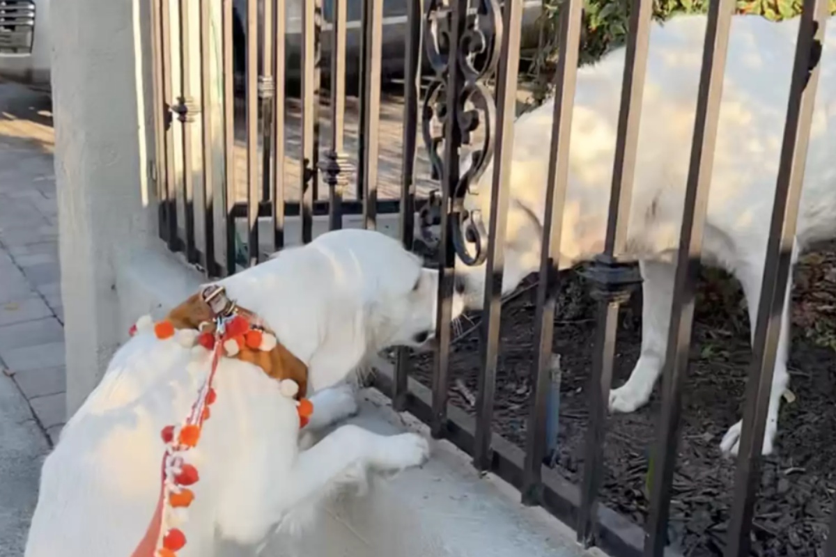 Lady e Nikko, un’amicizia speciale tra due nuovi vicini di casa a quattro zampe