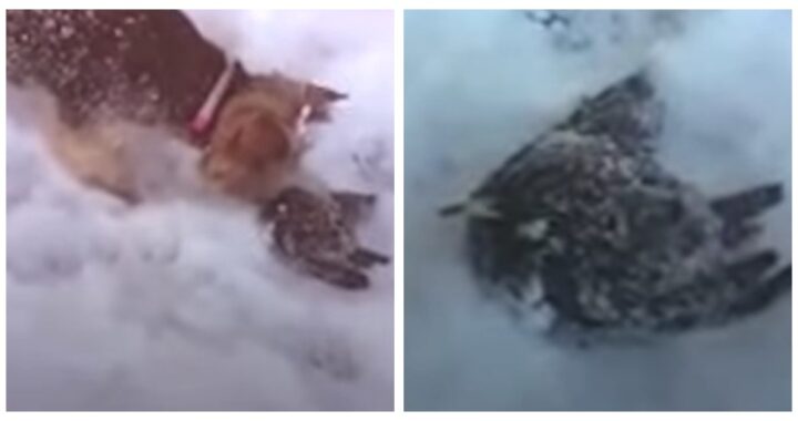 Lilly salva un uccellino sepolto dalla neve