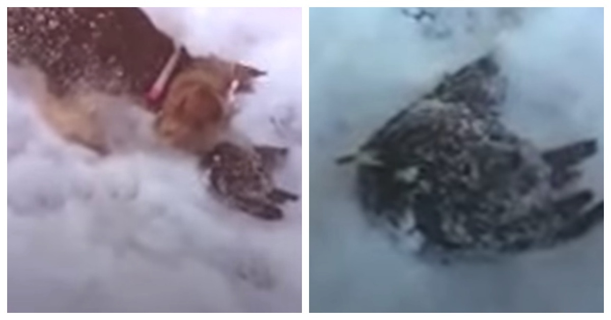 Lilly salva un uccellino sepolto dalla neve