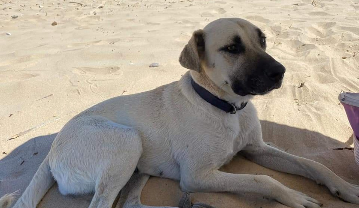 La cagnolina Luna