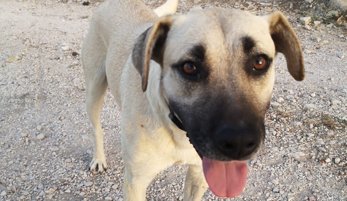 La cagnolina Luna