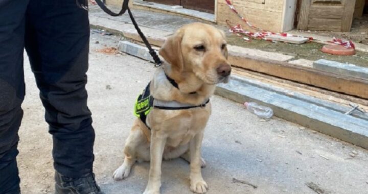 Luna la cagnolina che ha trovato i corpi