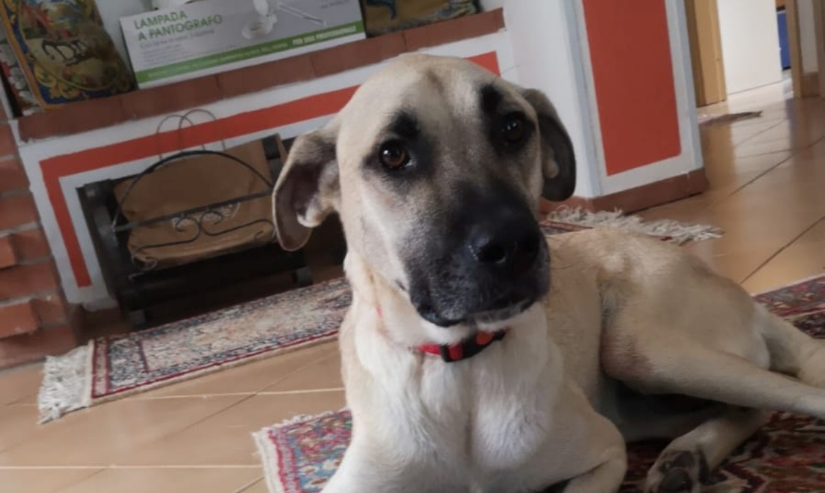 La cagnolina Luna