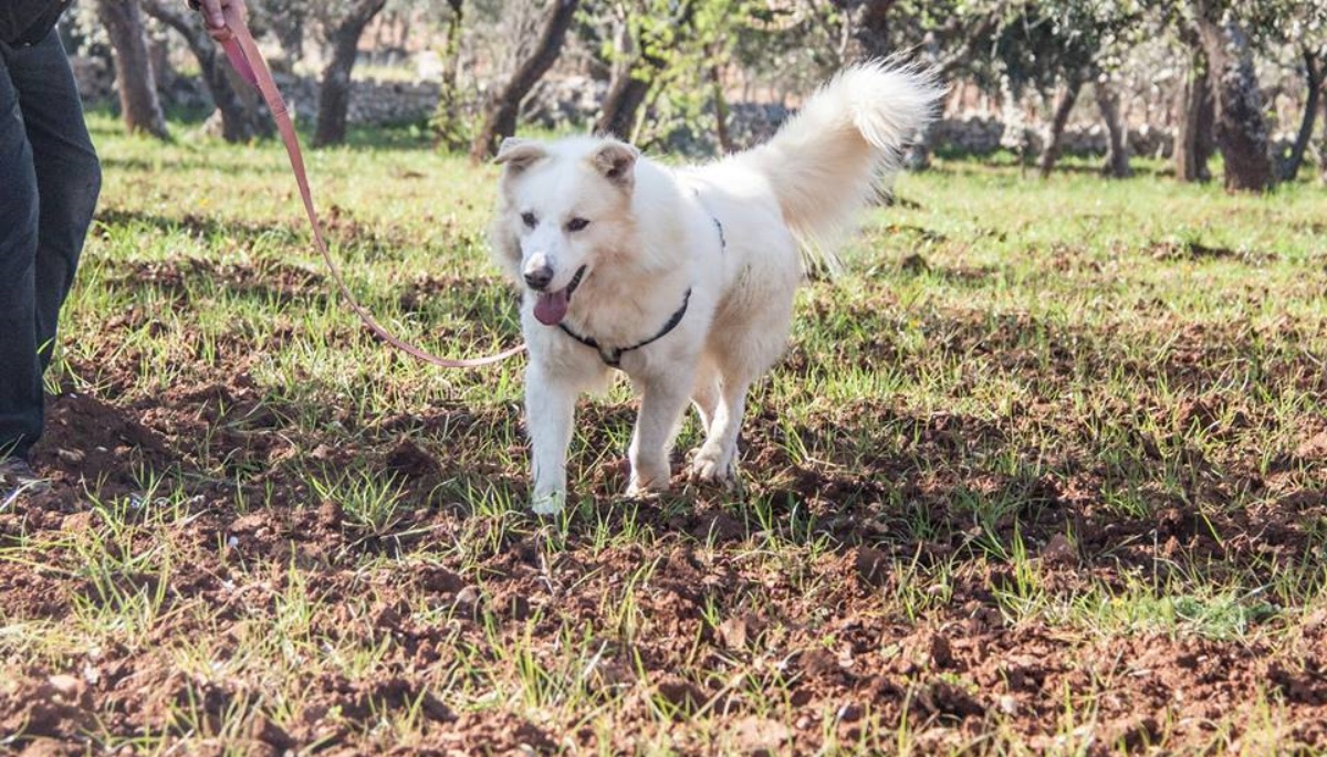 La storia del cane Lupen