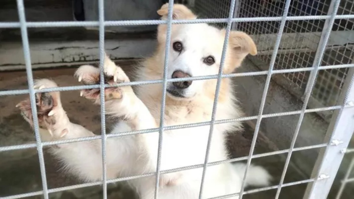 La storia del cane Lupen