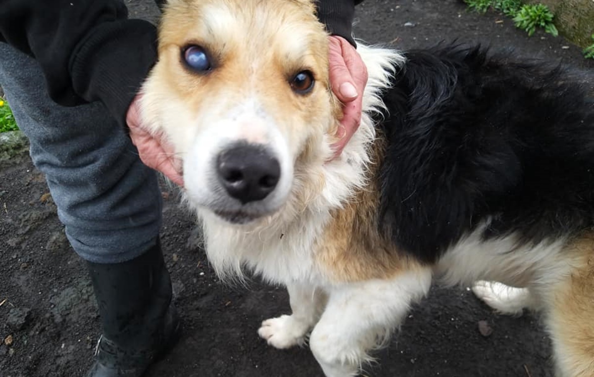 La storia del cane Michele 