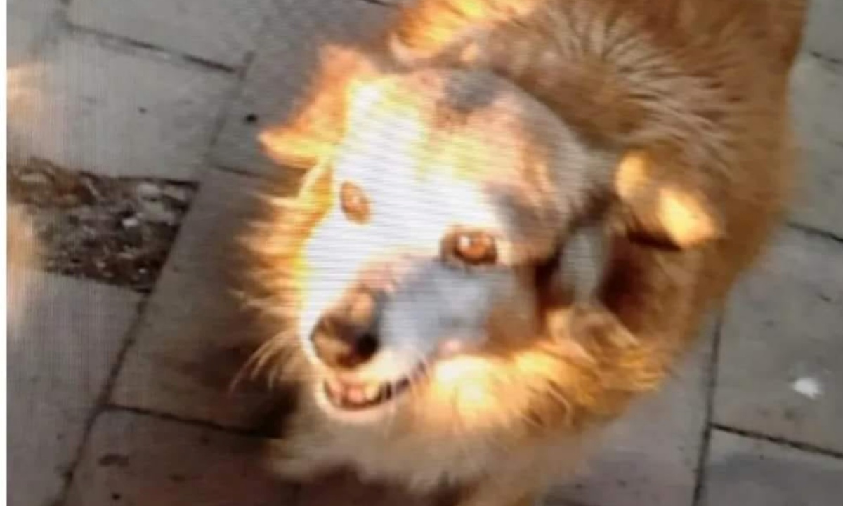 Rabbia a Crotone, la cagnolina Musetta è morta per colpa dei petardi esplosi da alcuni ragazzi
