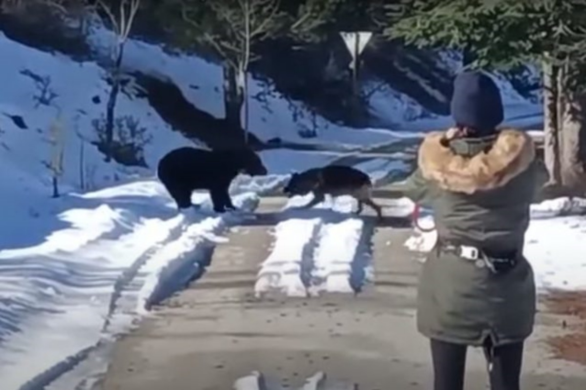 Orso e cane giocano