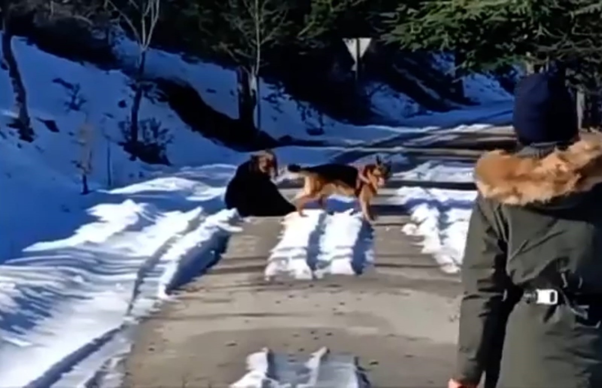 Orso e cane giocano