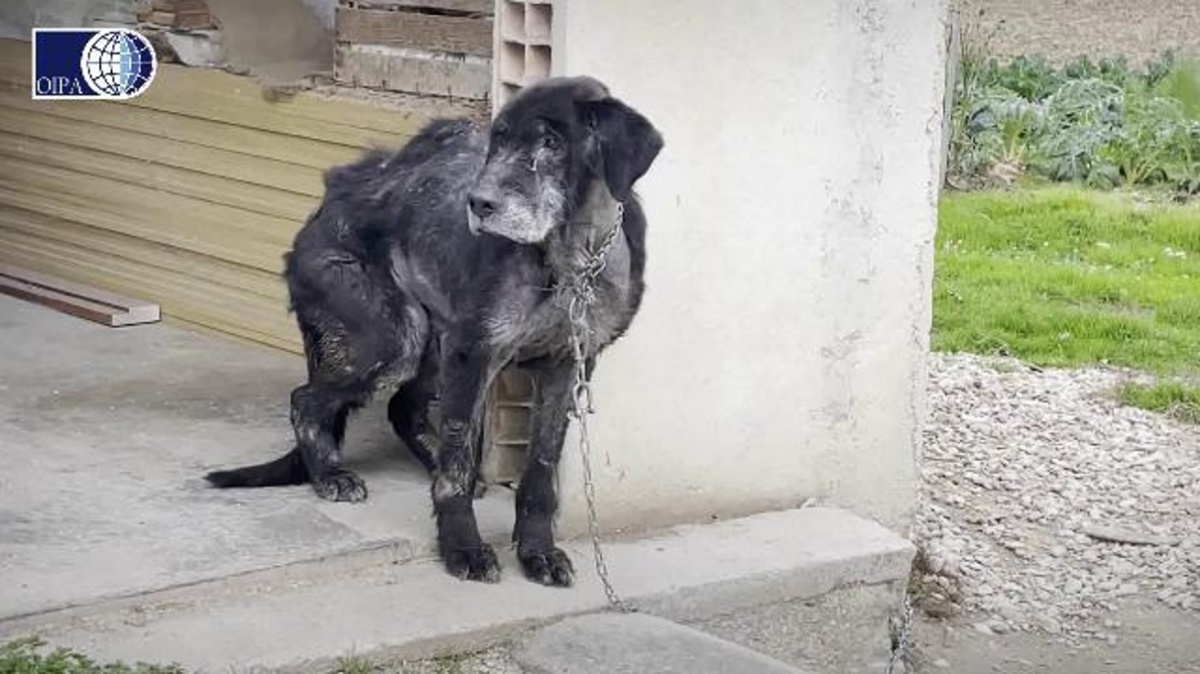 Il salvataggio del cane Peter