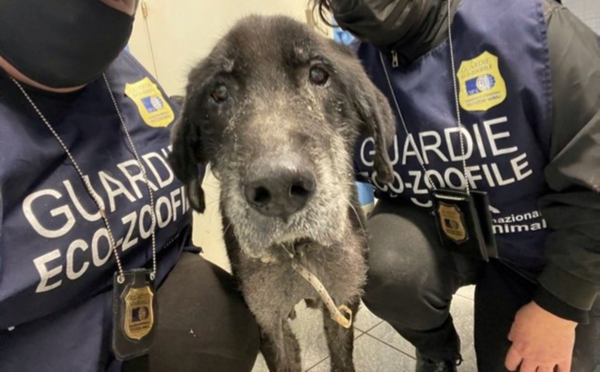 Il salvataggio del cane Peter