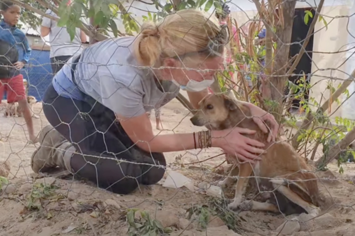 Porkie, la cagnolina anziana e incinta salvata dai volontari della Sidewalk Specials