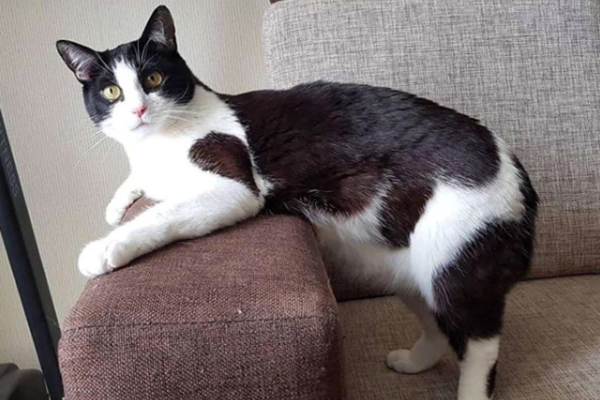 Pusic, il gattino con una passione smisurata per la carta igienica