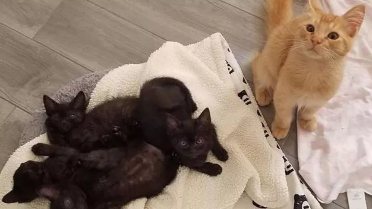 Red saltava la staccionata ogni volta che sentiva quei gattini piangere