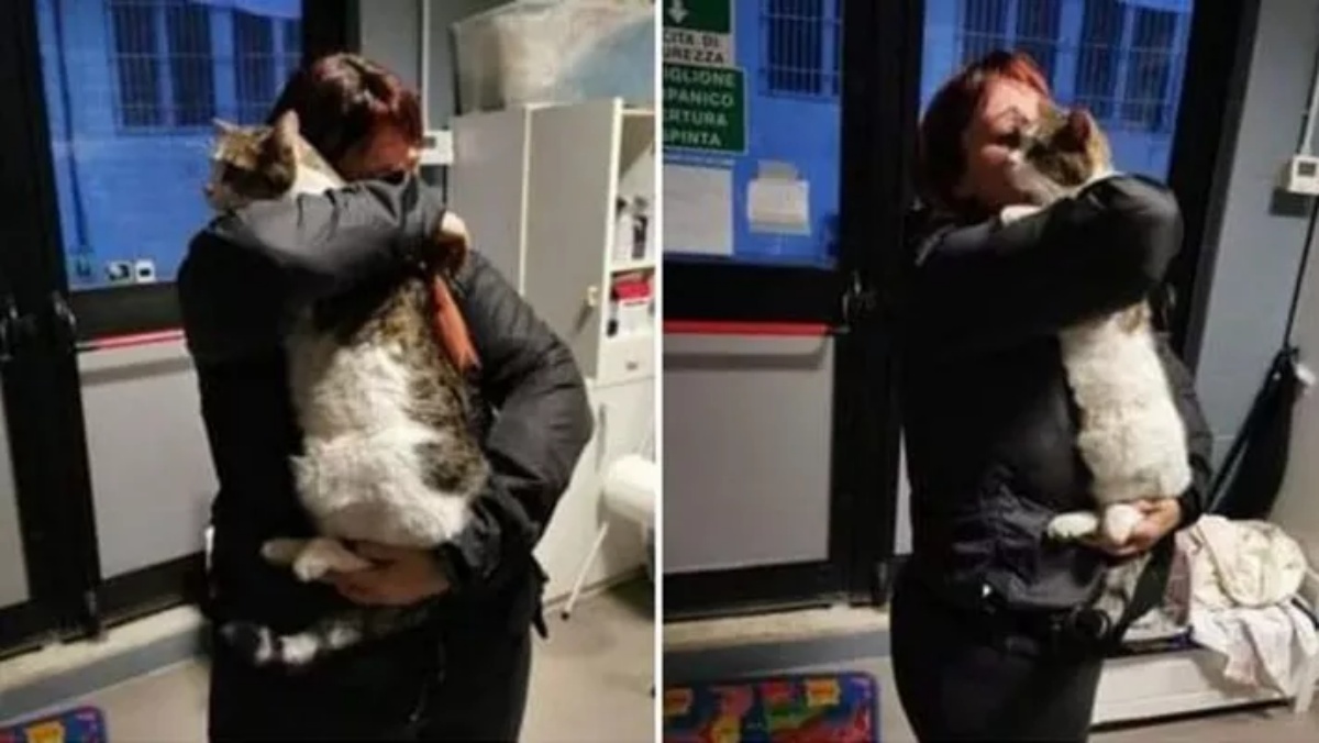 Romeo, il gatto scomparso è tornato a casa