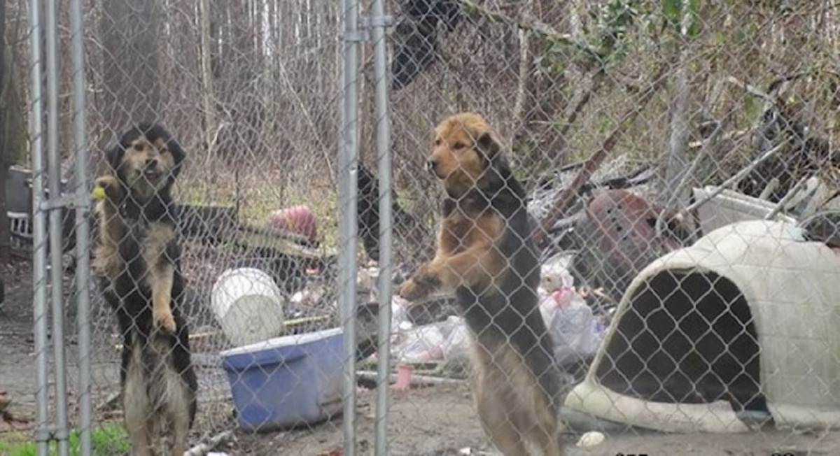 La storia di Shelby e Buddy, due fratellini a quattro zampe salvati da una vita di sofferenza