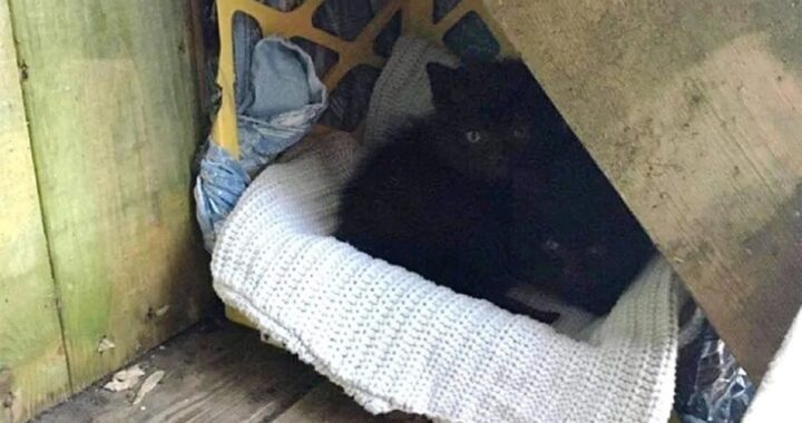 La nuova vita dei gattini Sirius e Celestin
