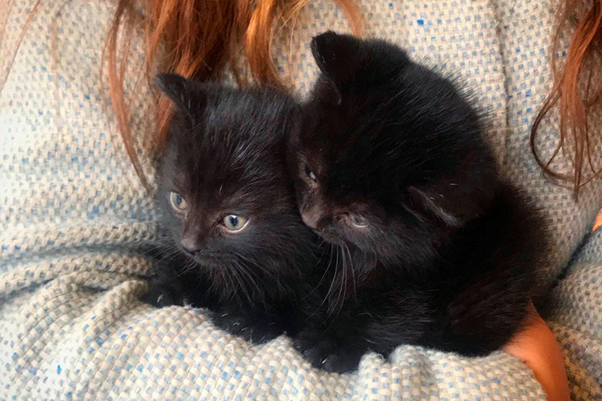 The new life of the kittens Sirius and Celestin
