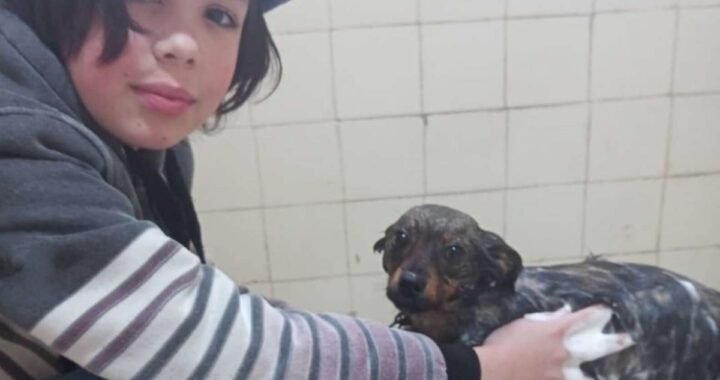 Thiago, il bimbo che lava i cani randagi