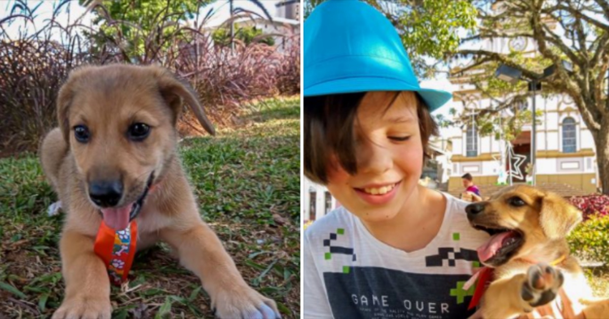 Thiago, il bimbo che lava i cani randagi