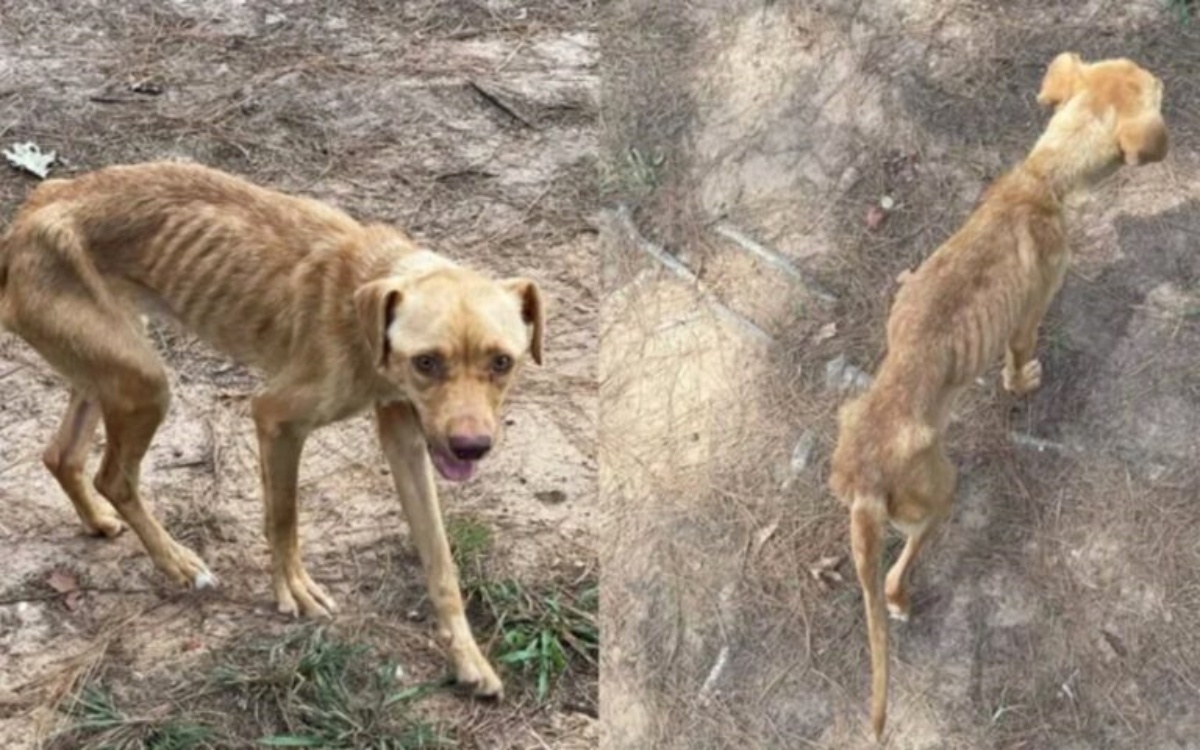 Tilly, il cucciolo malnutrito che oggi si è trasformato in una vera e propria perla lucente