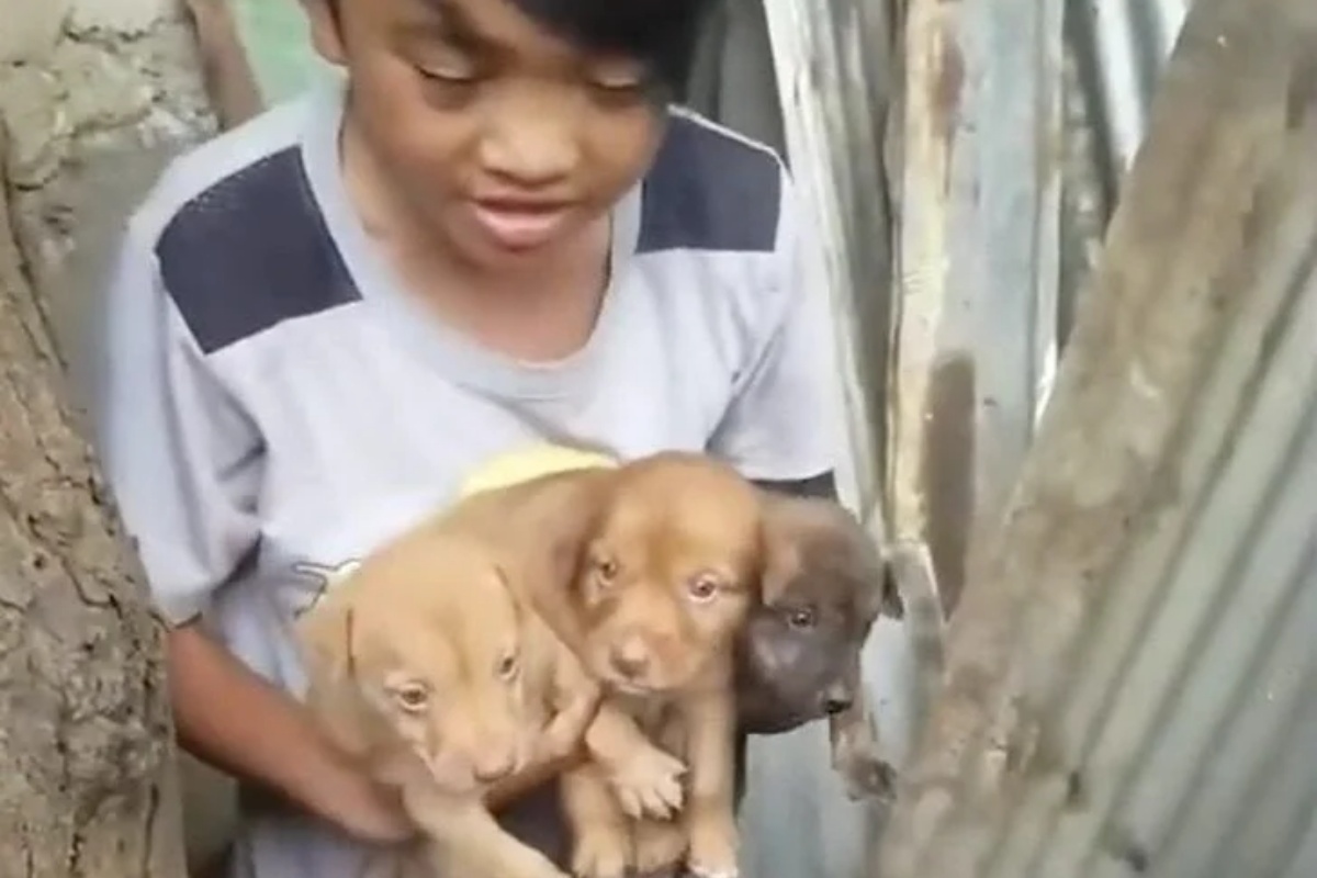 Madre e figlio eroi salvano la vita di tre cuccioli
