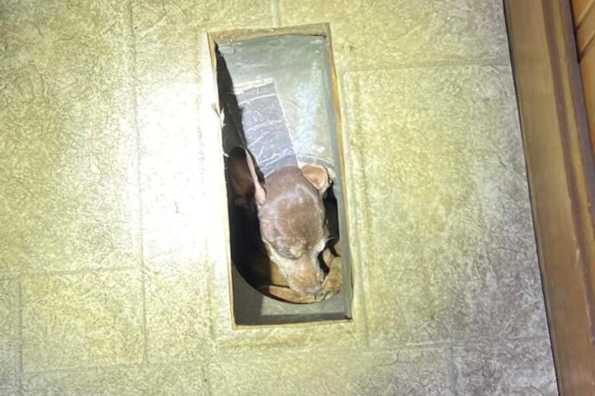 Trilli, il chihuahua di 16 anni bloccato in un pozzo stretto e appiccicoso