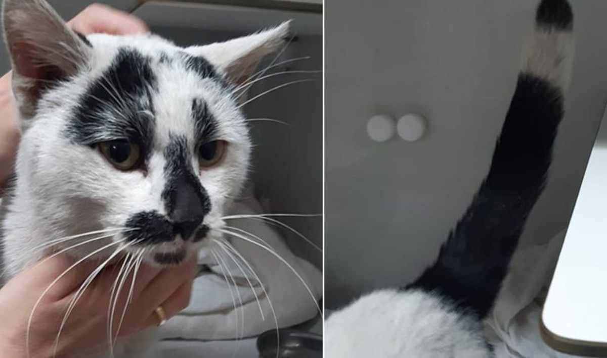 Trucker the cat who came out of nowhere