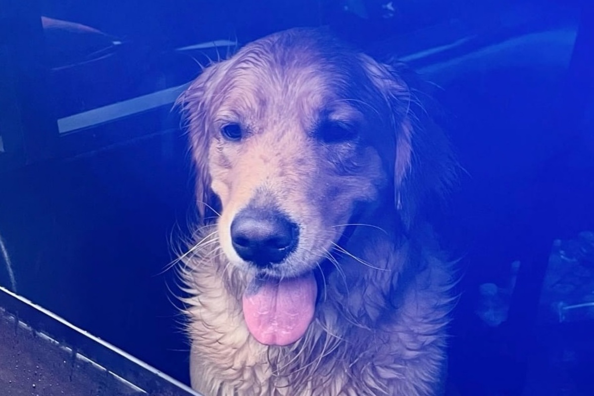 L’agente di polizia salva il cane Willow e lo fa anche riunire con il suo amico umano