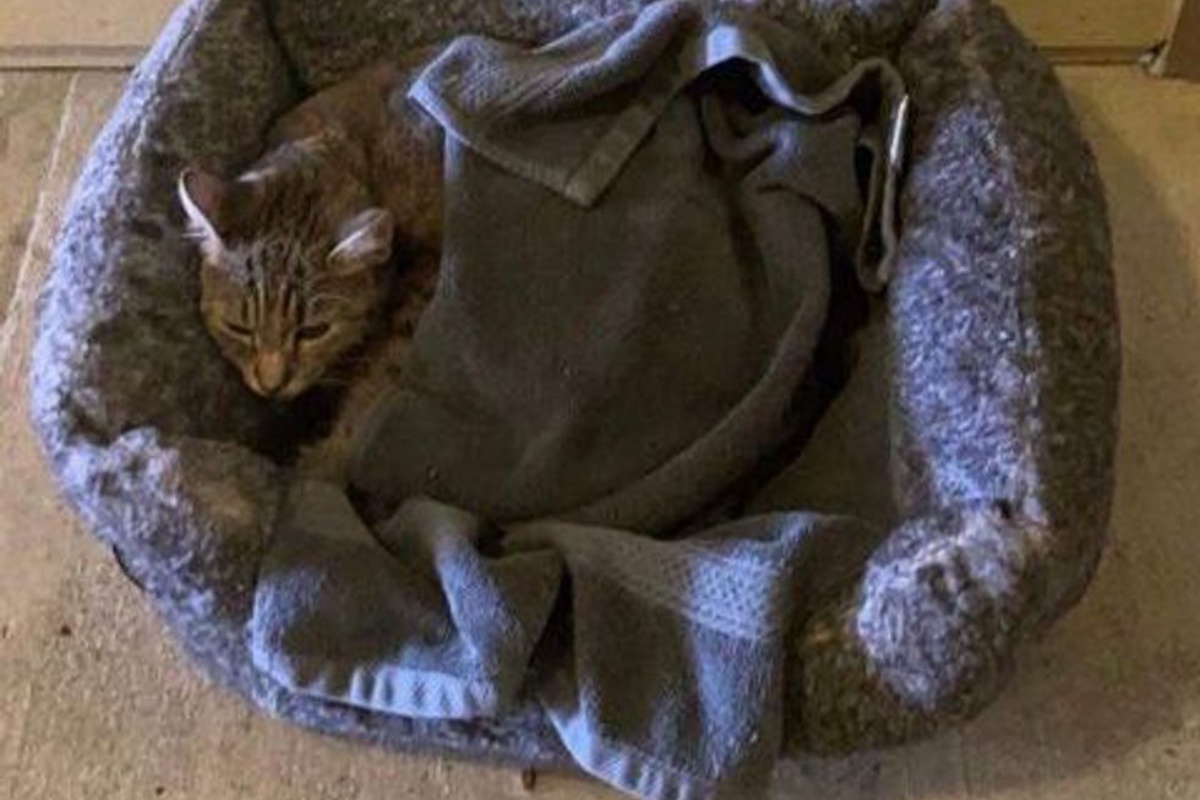 Il salvataggio della gatta Bonbon e dei suoi 4 cuccioli: ora sono sani e salvi