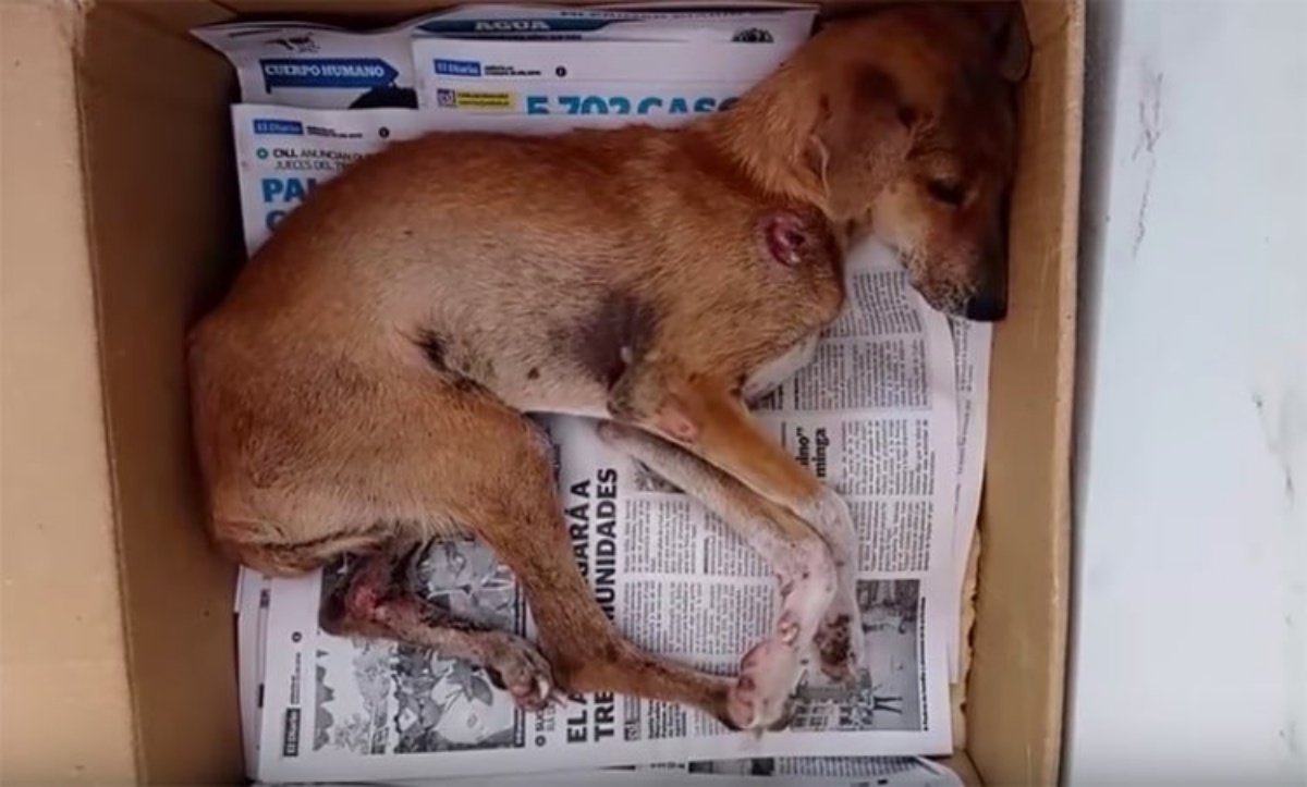 il dolce addio ad una cagnolina
