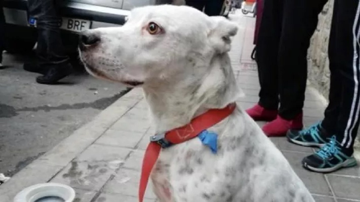 Cane cade dal quarto piano, ragazzo si ferisce per salvarlo
