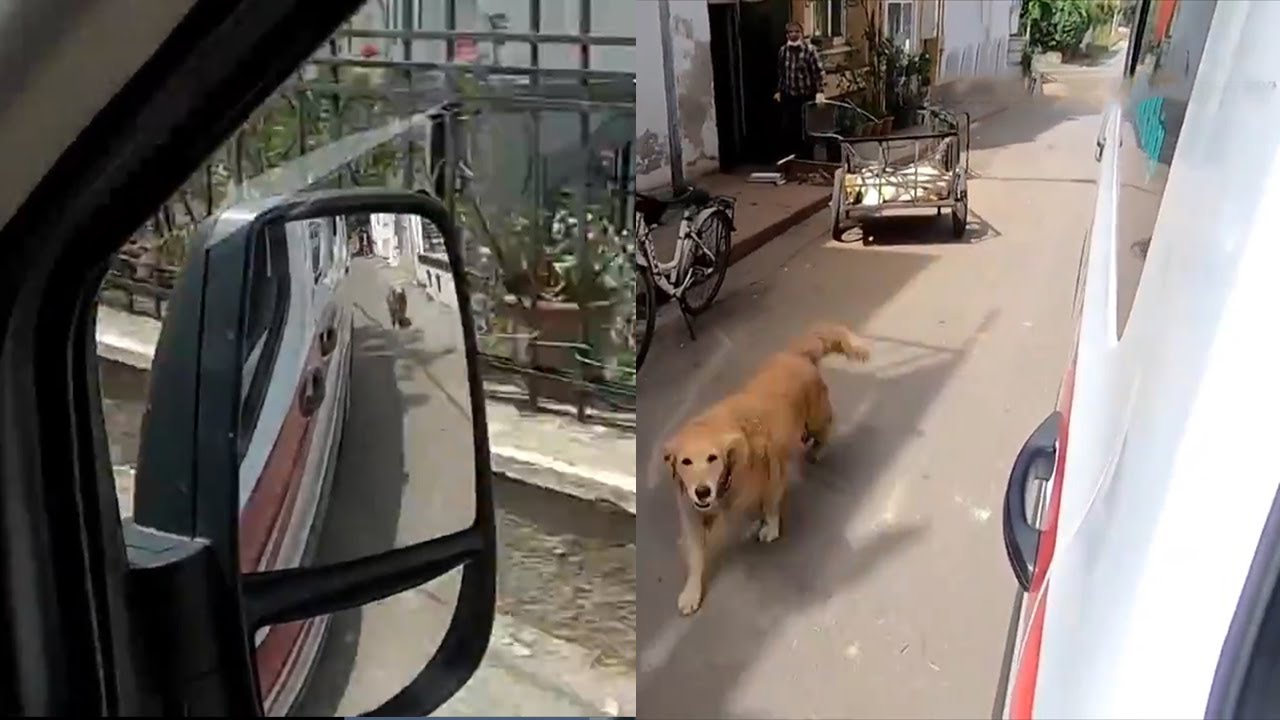 Dog chases the owner in an ambulance