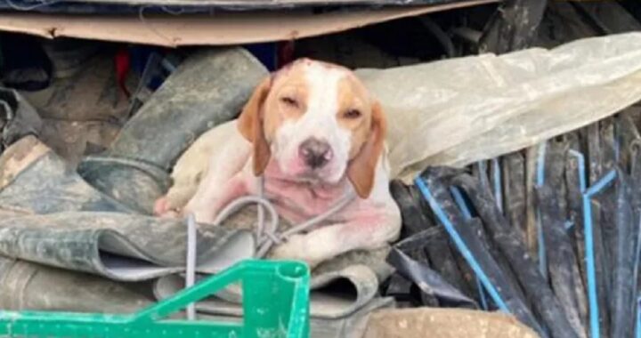 Cane lanciato in un sacco dall'auto in corsa