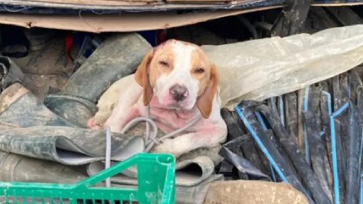 Dog thrown into a sack from the moving car